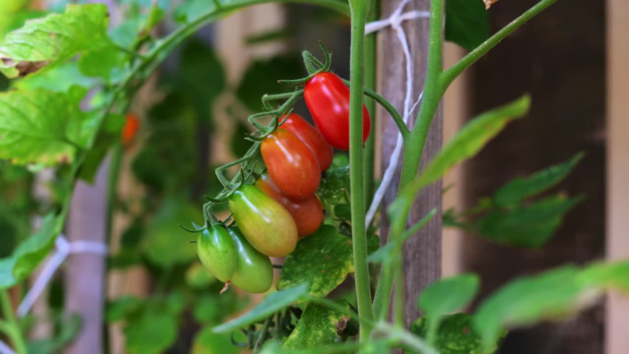 A cluster of cherry tomatoes in various stages of ripening, from green to deep red, hangs on a vine supported by a wooden trellis. The vibrant colors contrast with the green leaves in the background