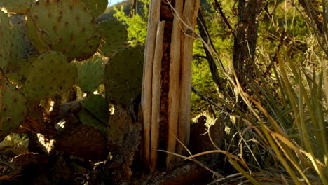 Wild-prickly-flora-plant-of-the-desert-wilderness-of-Arizona-on-a-bright-harsh-day