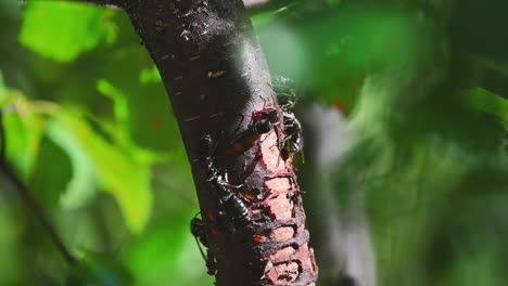 Paper wasps engaged in feeding on the trunk of a birch.