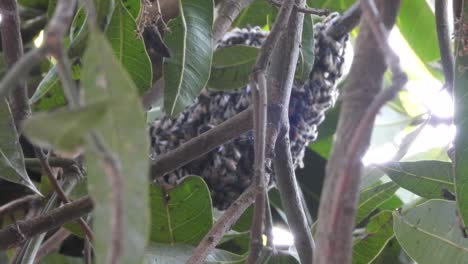 las abejas melíferas o la fabricación de miel