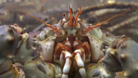 red king crab  animal in aquarium