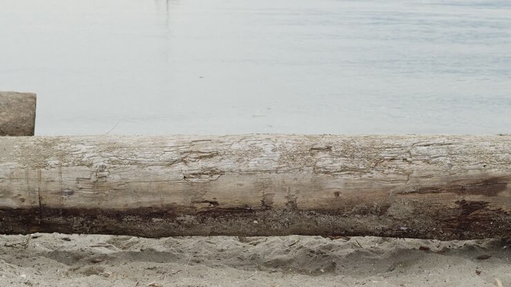 Log on sandy beach with water behind