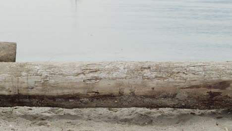 Log-on-sandy-beach-with-water-behind