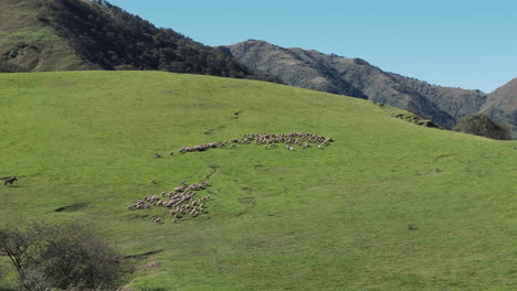 Herd-of-sheep-grazed-in-picturesque-hilly-landscape-in-Tafí-del-Valle,-Quebrada-del-Portugues,-Tucumán,-Argentina