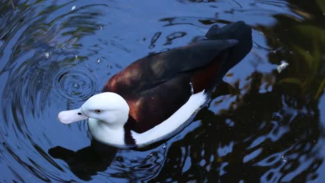 radjah shelduck swimming and feeding in water