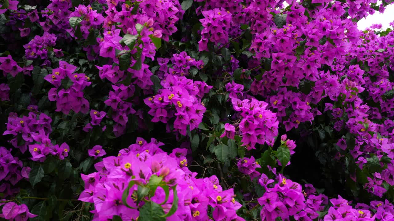 nyctaginaceae. bougainvillea glabra flores púrpuras en el hermoso árbol grande en el jardín botánico. 4k