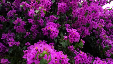 nyctaginaceae. bougainvillea glabra purple flowers on the beautiful big tree in botanical garden. 4k
