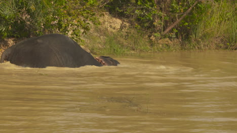 Asian-elephant-frolicking-in-the-water-on-a-hot,-sunny-day