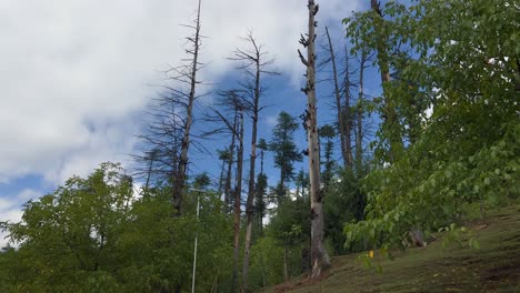 dead trees in a forest
