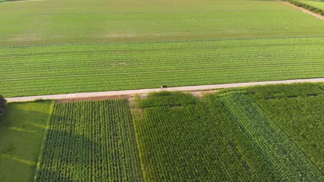 A-man-and-a-black-horse-walking-on-a-path-between-green-crop-fields-in-the-summer-afternoon,-aerial