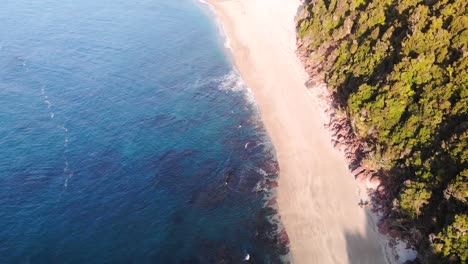 Exuberante-Bosque-Costero-A-Lo-Largo-De-La-Costa-De-Arena-Dorada-De-La-Playa-De-Monro-En-La-Isla-Sur,-Nueva-Zelanda---Drone-Aéreo,-Inclinado-Hacia-Abajo