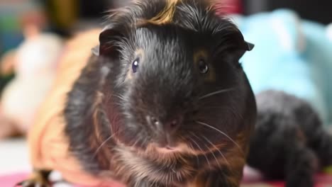 a curious guinea pig explores its vibrant living room environment while surrounded by toys. it interacts playfully, showcasing its personality and charm in a relaxed atmosphere.