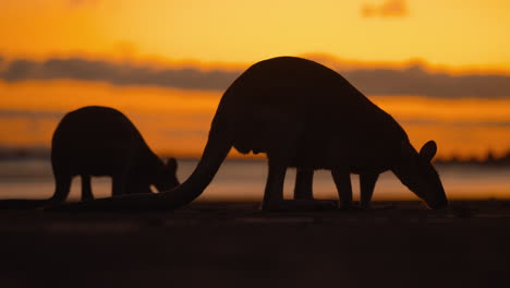 wild kangaroo and wallaby feeding on a sandy beach at cape hillsborough national park, queensland at sunrise