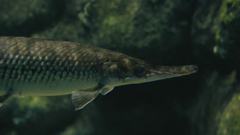 close up of a spotted gar fish in clear water at umino-mori aquarium, sendai, japan