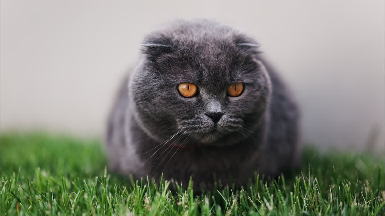 Close up of a Scottish Fold cat with orange eyes and a red collar resting on the green grass in a garden