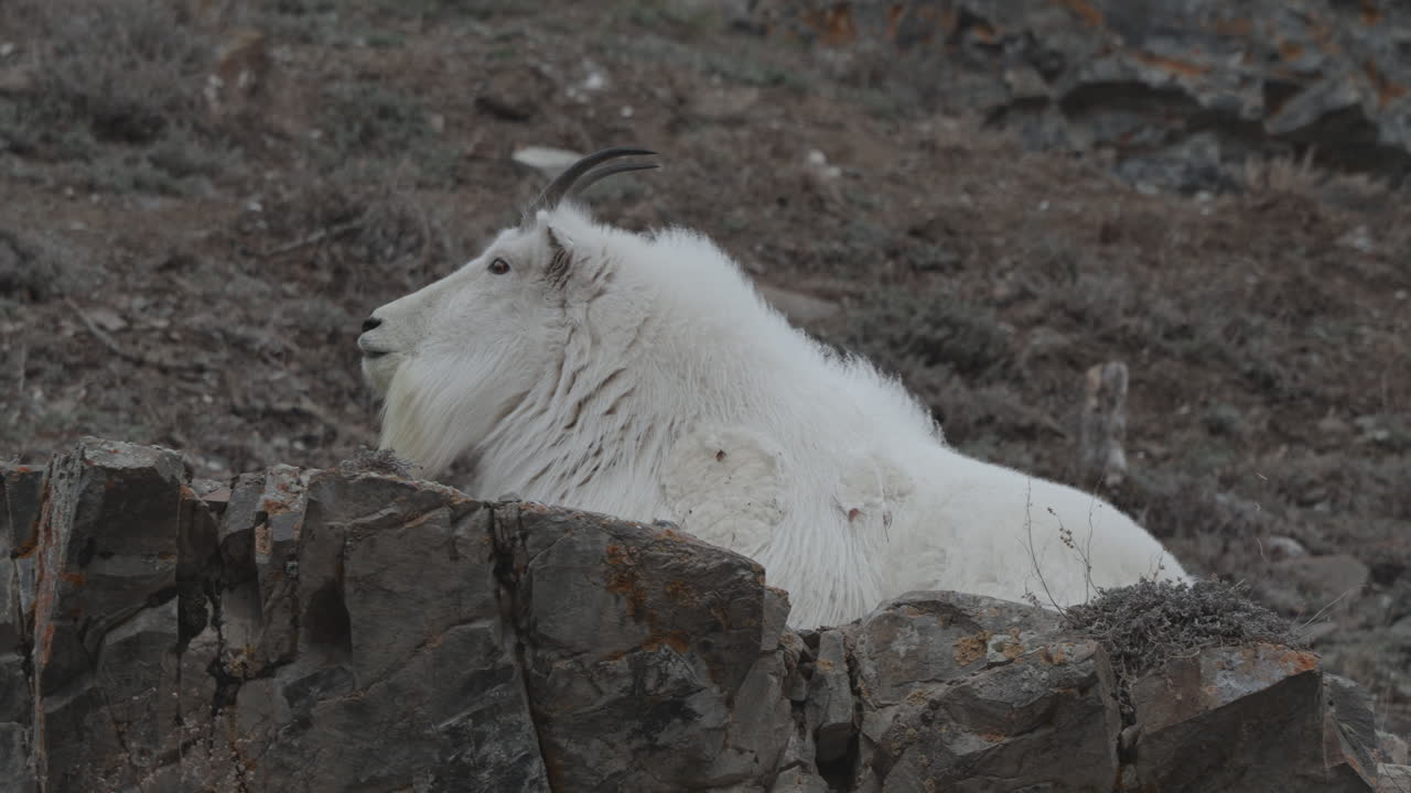 cabra de montaña descansando en un paisaje rocoso en yukon, canadá - toma amplia