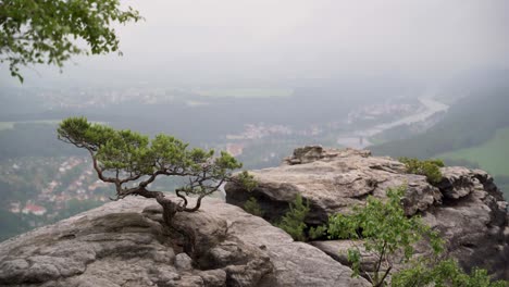 Very-cinematic-shot-of-the-famous-tree-"wetterkiefer"-on-top-of-the-rock-Lilienstein-in-Germany