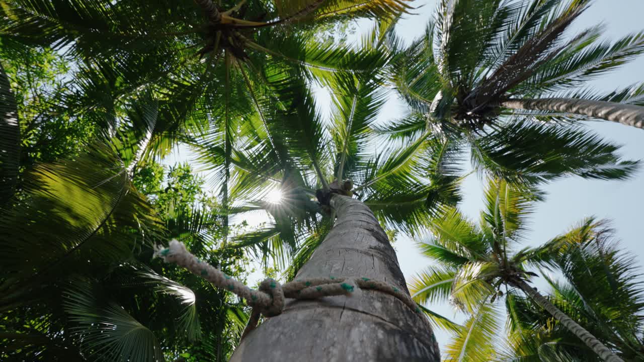 Palm tree stretches skyward as sunlight pierces through tropical fronds in a lush jungle canopy of Guatemala.