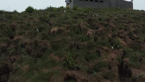 Papageientaucherkolonie-Nistplatz-Auf-Grasklippe-In-Island,-Hafnarhólmi