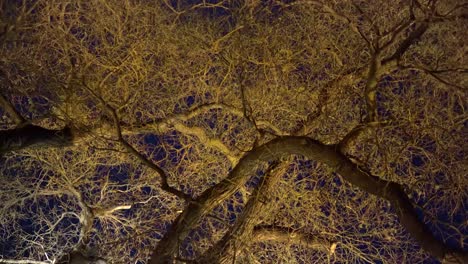 looking up at leafless treetops lit by a tungsten light with night sky above