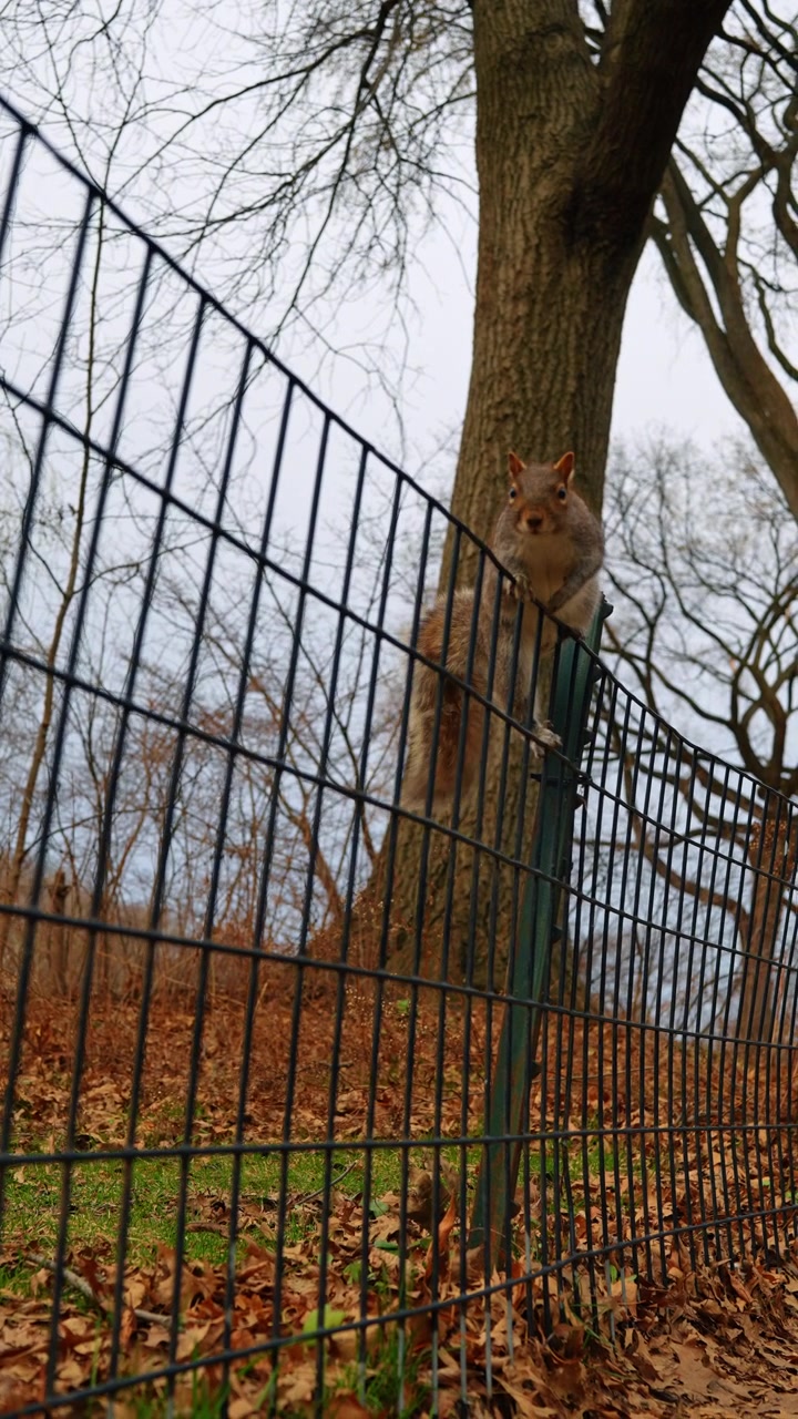 Scoiattolo grigio orientale che si arrampica su una recinzione metallica nera del parco. Roditore selvatico appollaiato su una ringhiera metallica con boschi autunnali e un grande tronco d'albero sullo sfondo