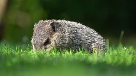 a groundhog grazing in the yard