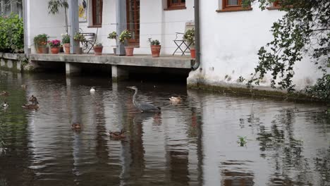 Great-Blue-Heron,-ducks-in-Große-Blau,-running-past-houses-in-Ulm,-Germany