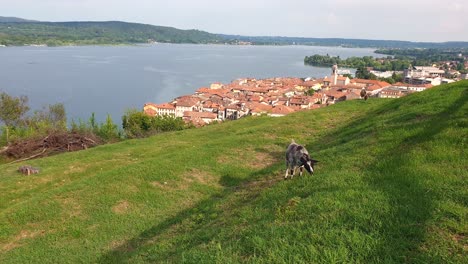 Cute-goat-grazing-at-Rocca-Borromea-or-Borromeo-park-in-Arona-with-view-over-Maggiore-lake,-Italy