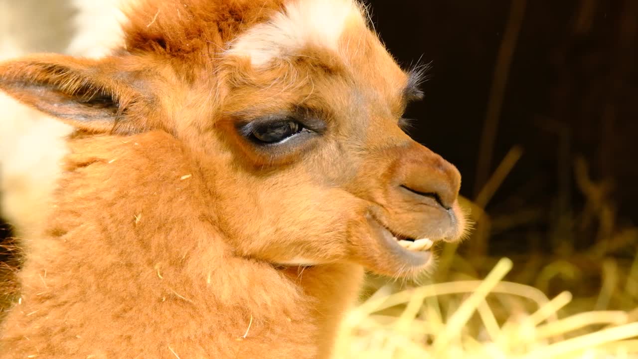 cabeza de un lama esponjoso marrón masticando alegre cámara lenta, primer plano con ojos grandes y orejas pequeñas