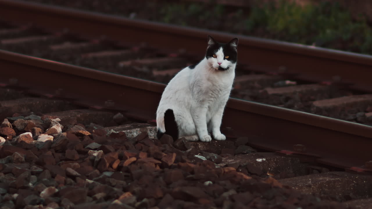 Primo piano di un gatto bianco che cammina sui binari di una stazione