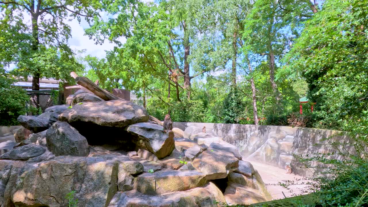 A monkey sits calmly on artificial rock formations in a sunlit outdoor zoo enclosure, surrounded by lush greenery and stone walls, with a steady camera angle