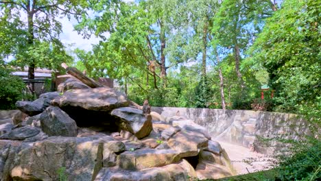 a monkey sits calmly on artificial rock formations in a sunlit outdoor zoo enclosure, surrounded by lush greenery and stone walls, with a steady camera angle