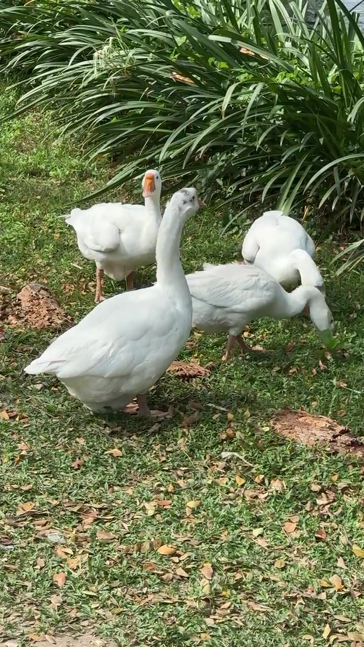 Gruppo di oche bianche che pascolano sull'erba verde in un parco.