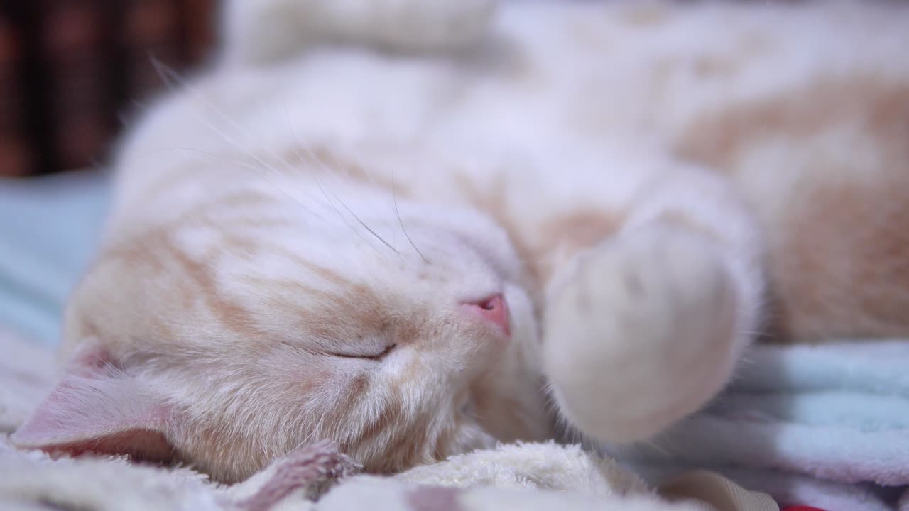 잠자는 고양이, 침대에 재미있는 가정 고양이.