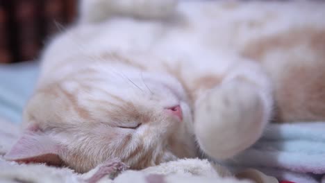 el gato durmiente, el gato doméstico gracioso en la cama.