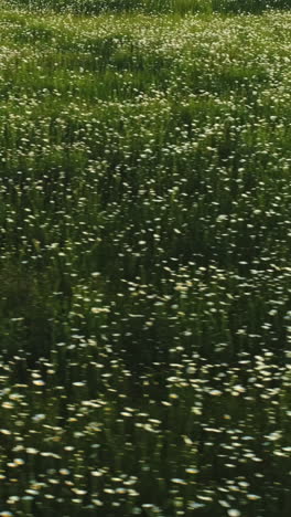 field of wildflowers