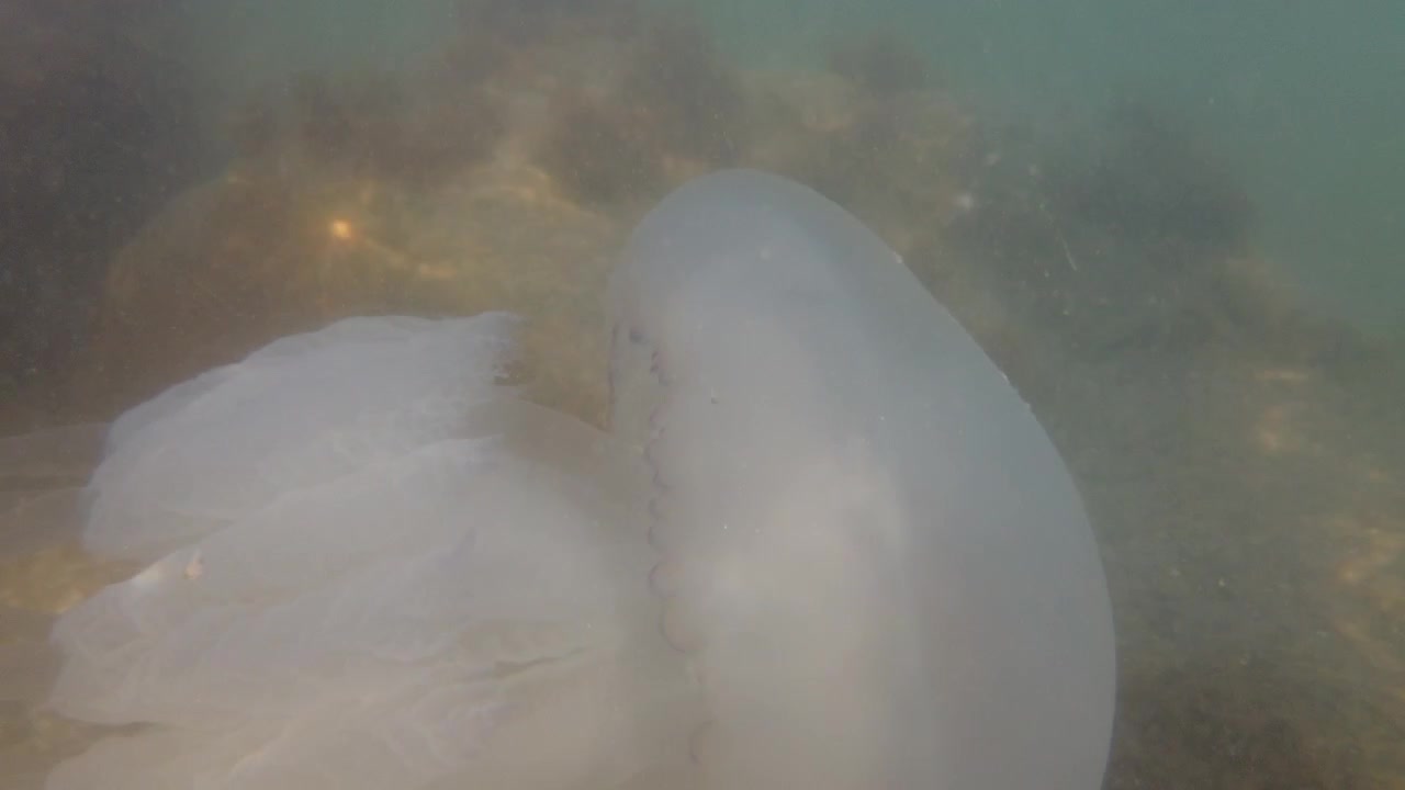 Медузы под водой в море. Вид медузы Rhizostoma pulmo