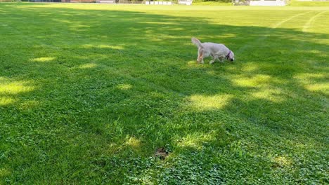 Weiblicher-Englischer-Cream-Retriever,-Der-Im-Gras-Spielt