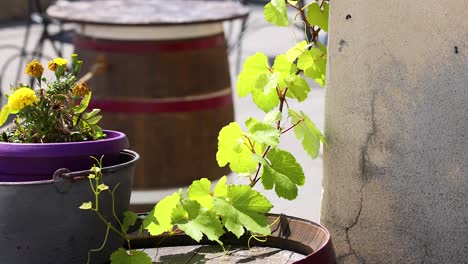 potted plants and barrel in outdoor setting