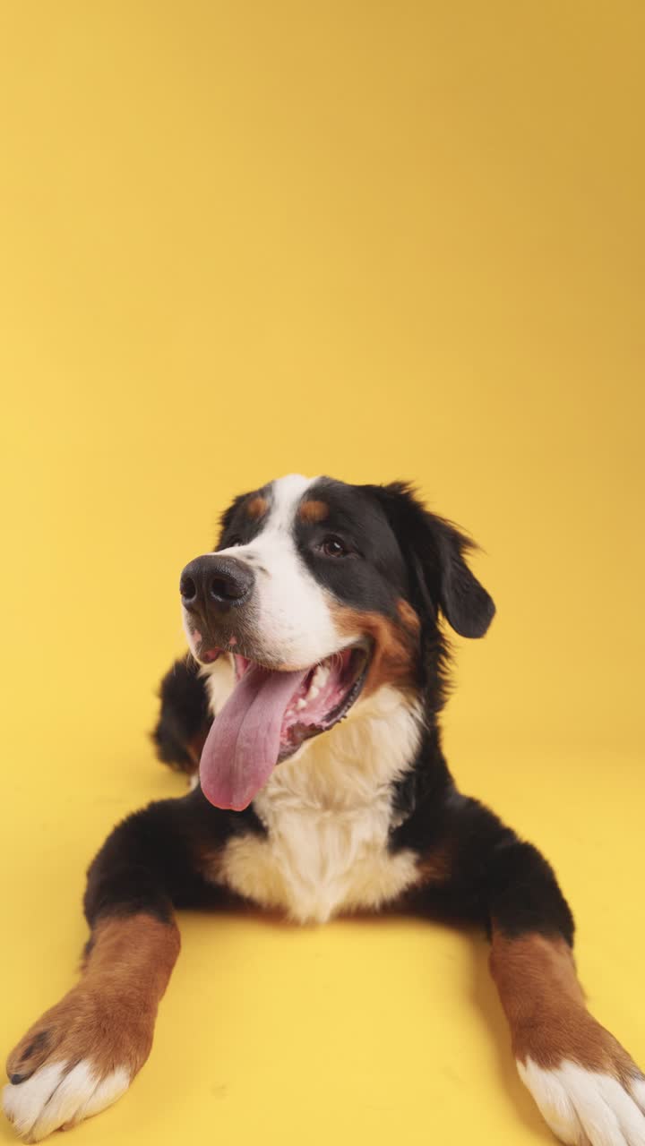 Bernese Mountain Dog laying down on yellow background