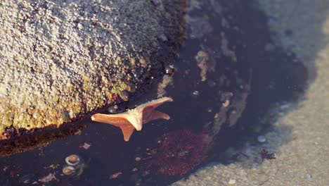 as a starfish moves along the side of a rock in a tide pool, hermit crabs crawl in the shallow water