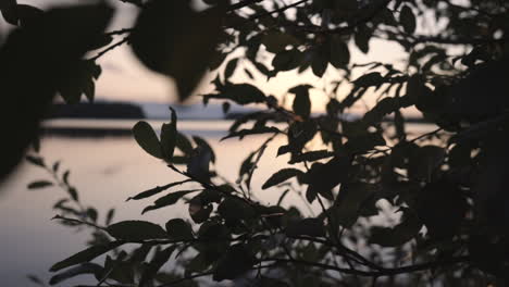 Sun-rays-glimpses-between-branches,-at-a-finnish-lake,-on-a-cold-autmun-dusk,-in-Finland