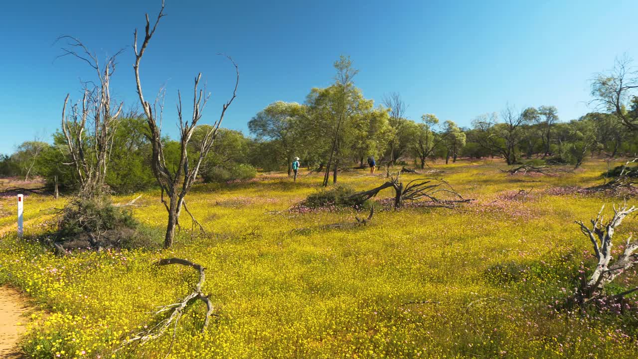 el sendero ocre serpenteando a través de flores silvestres nativas con excursionistas en la distancia, australia occidental