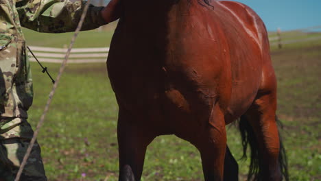 persona en camuflaje entrena a un joven caballo castaño en el prado