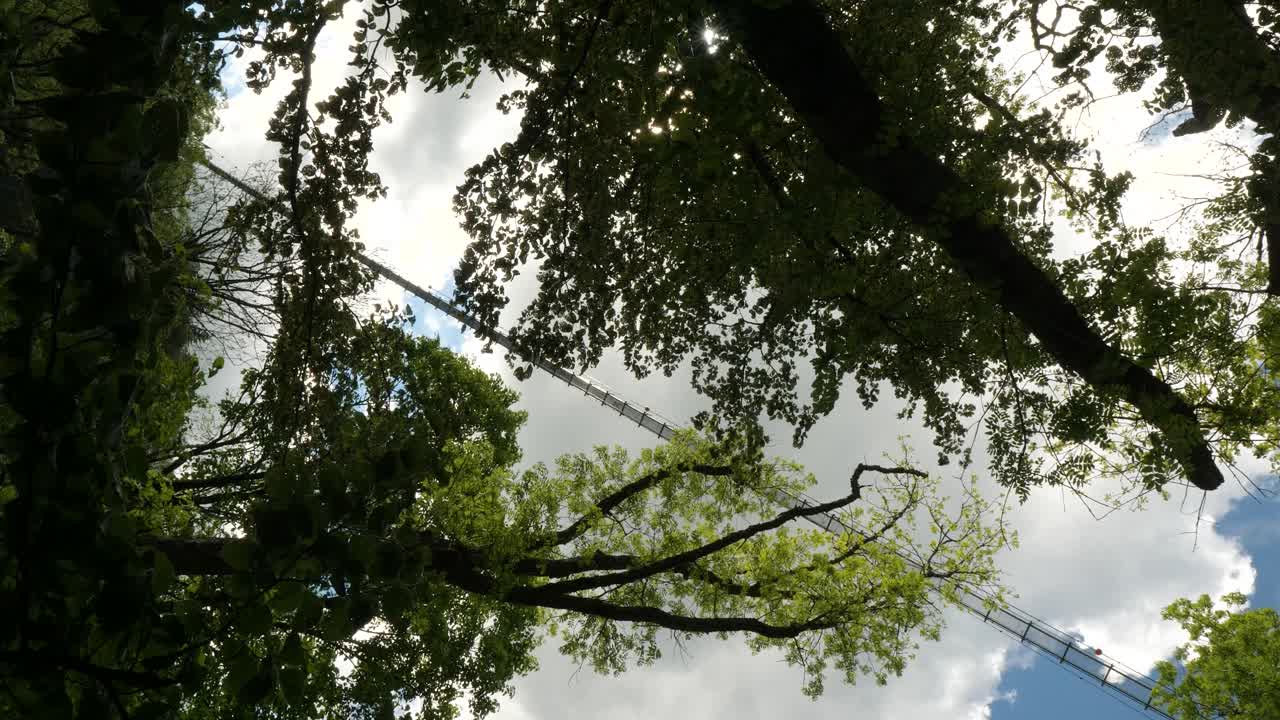 View of Blackforestline Suspension Bridge Through Tree Branches on Sunny Spring Day
