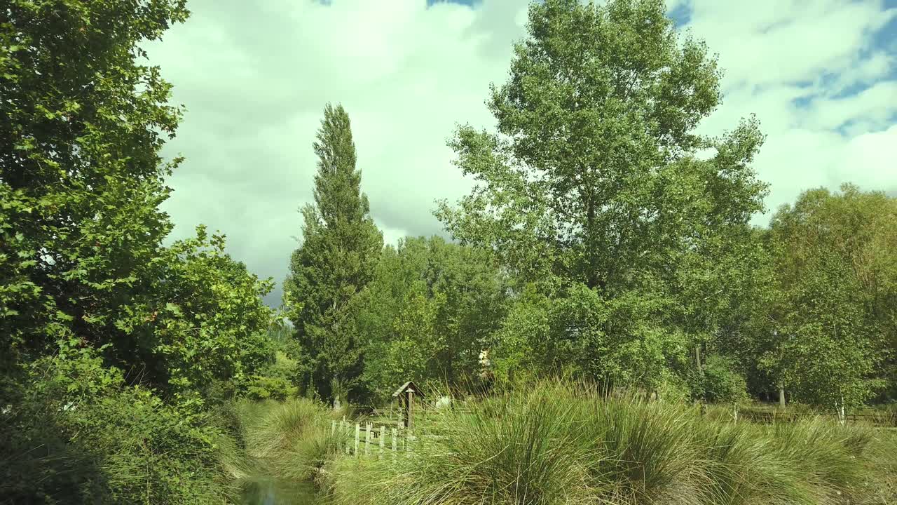 Trees and grasses around a small stream in late summer