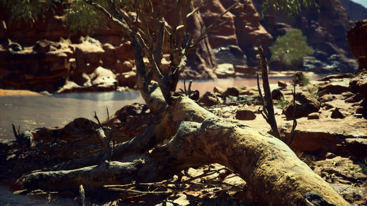Sturdy fallen tree beside a calm water body in the rugged desert landscape