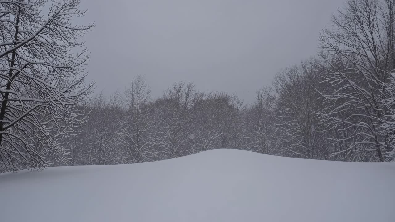 A serene winter landscape video captures snow-covered trees from a low angle, emphasizing the quiet