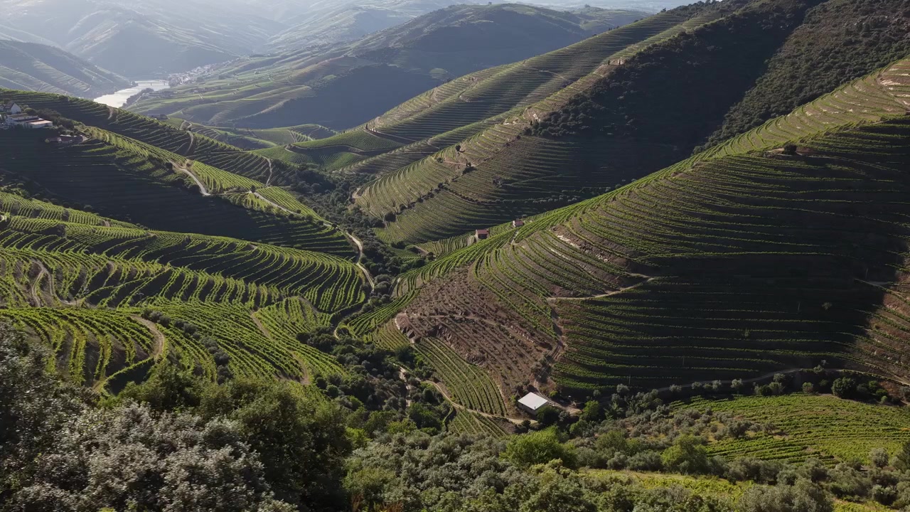 Vista aerea panoramica delle piantagioni di vigneti nella regione vinicola della Valle del Douro.