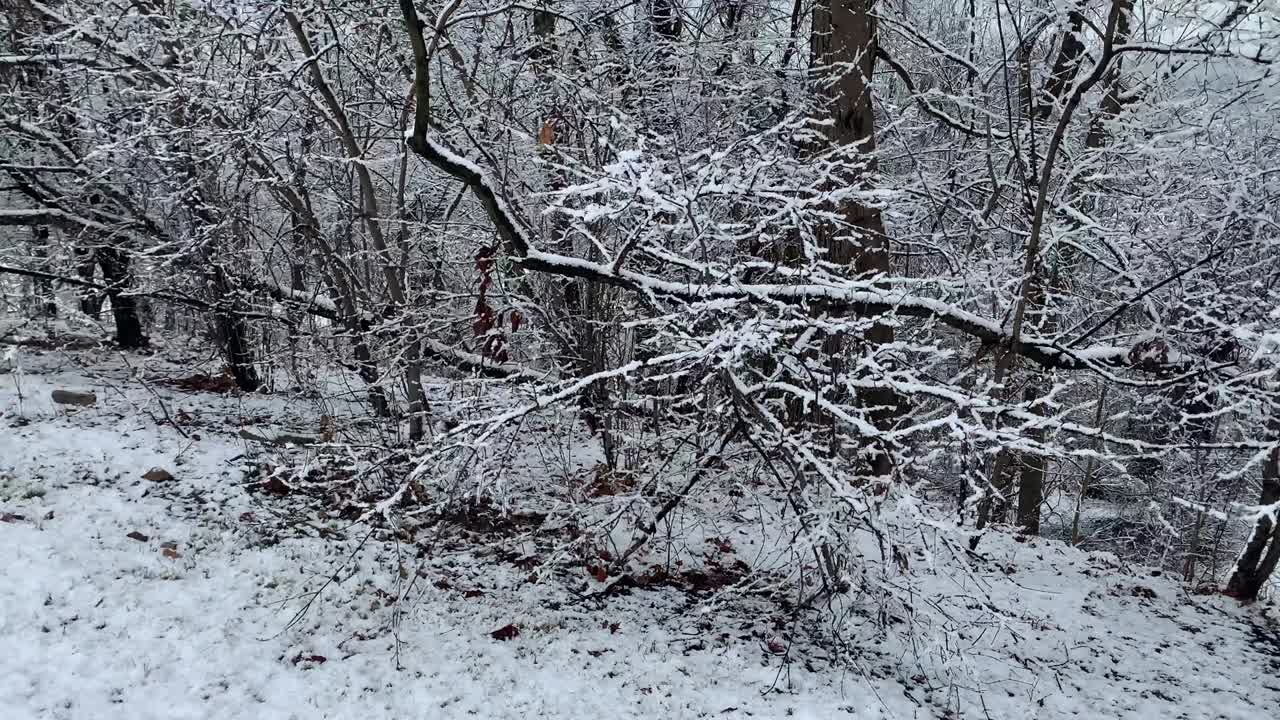 공립 공원 자연 지역에서의 신선한 눈
